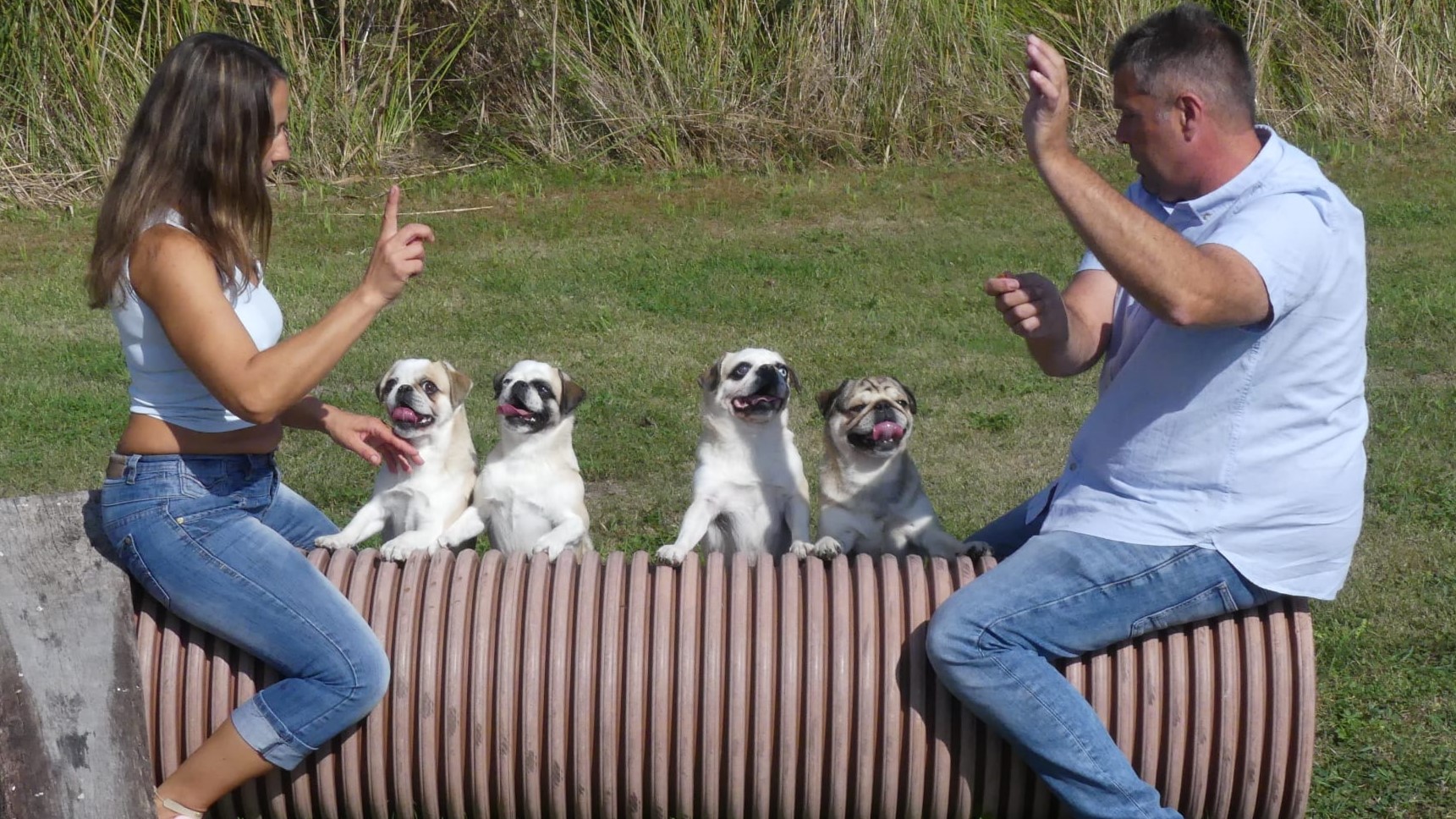 Bild Mops vom Schloss Riegersburg